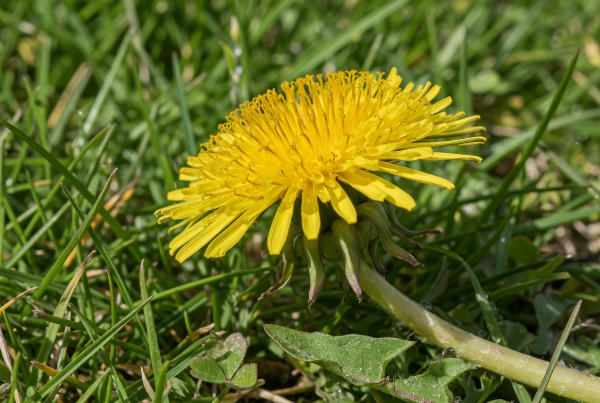 Make peace with weeds: a simple guide to letting go of garden perfection